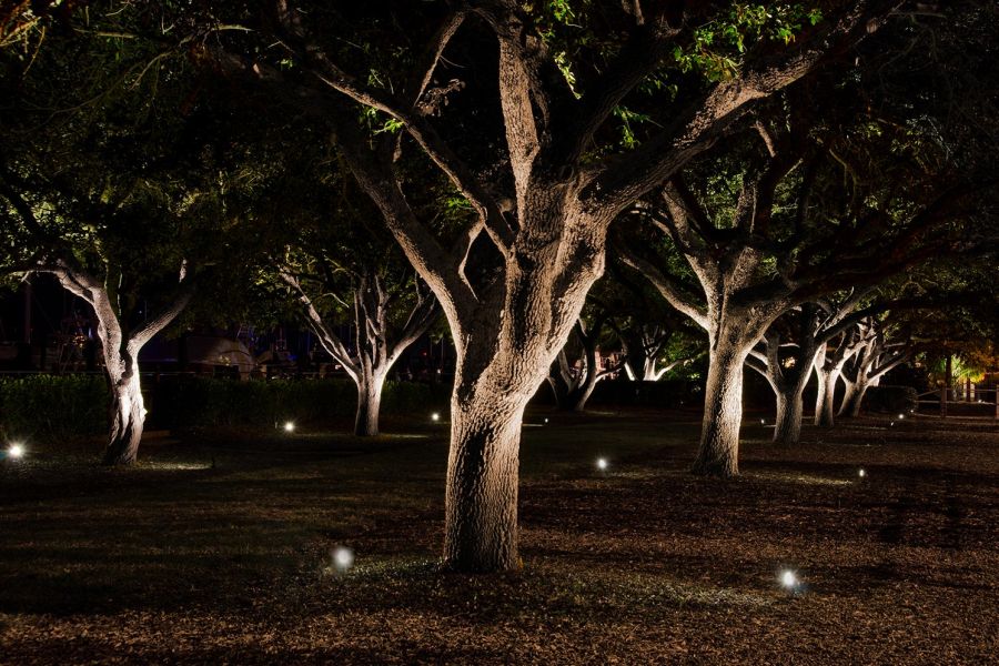 Park with multiple trees illuminated by ground lights at night