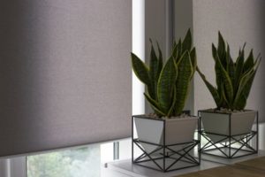 two plants inside the room on the side of the window